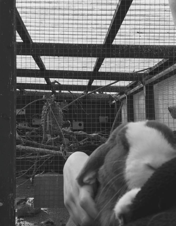 Kanin Aslan (Kaninen) billede 1