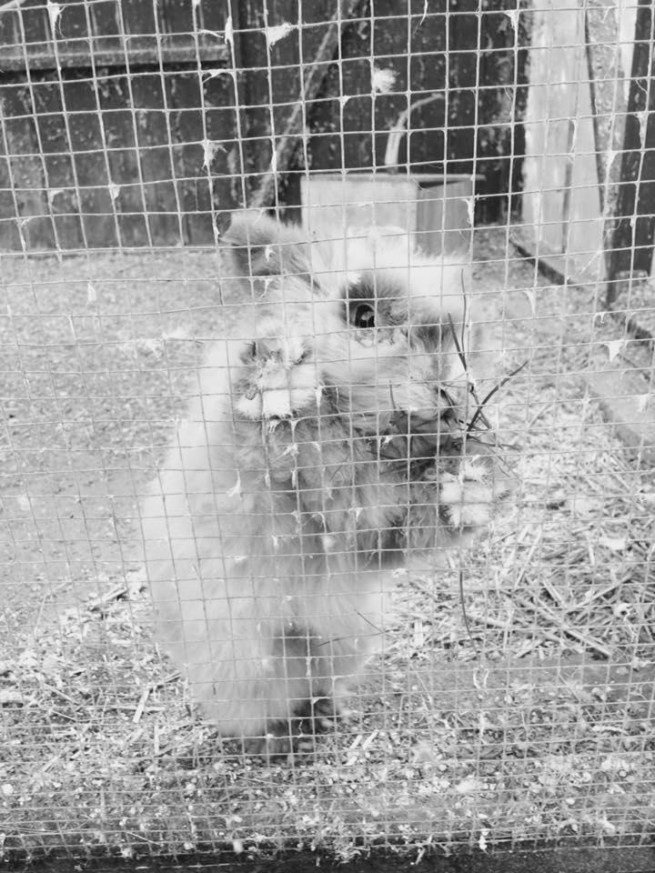 Kanin Anton. billede 1