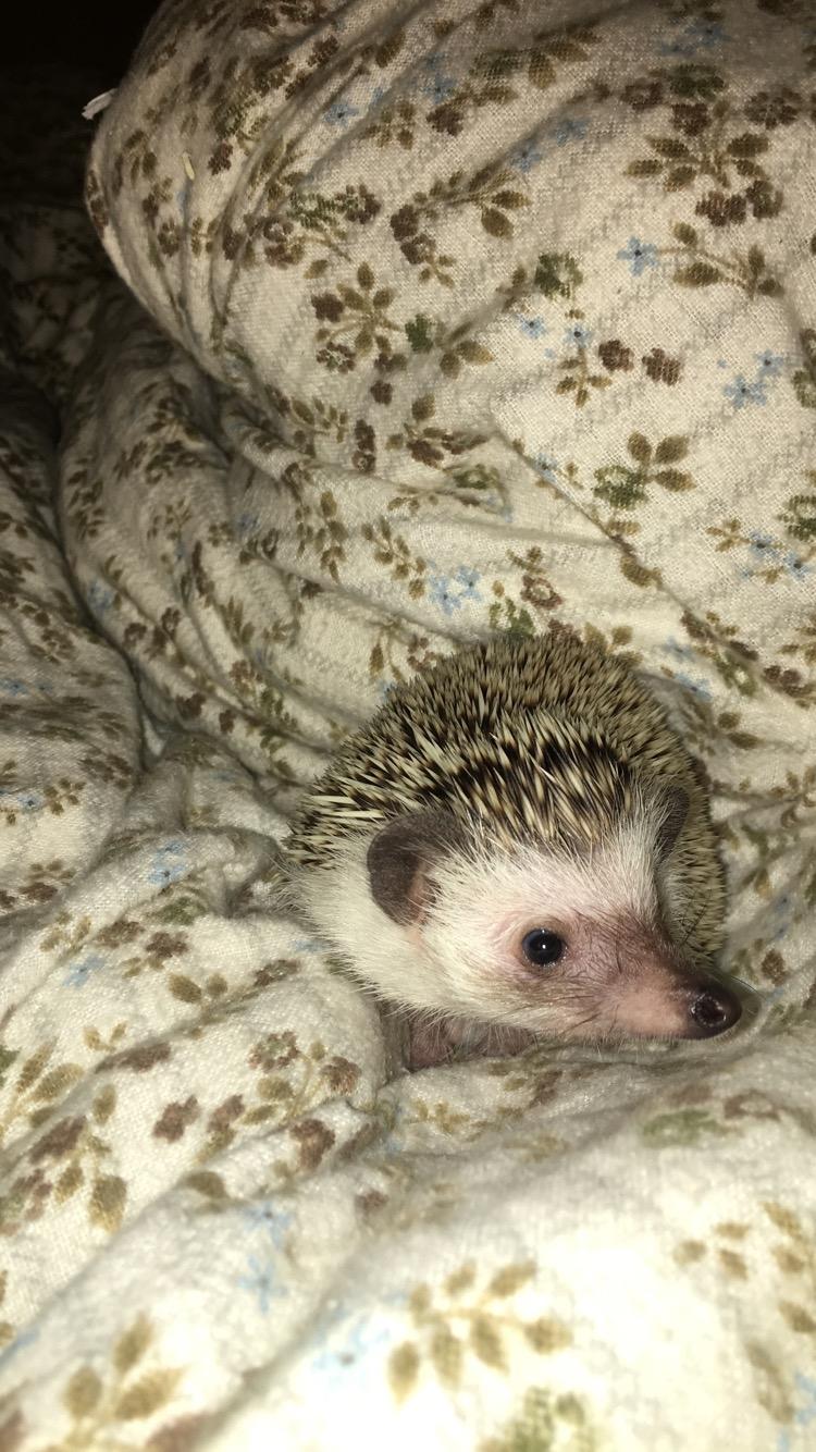 Pindsvin Rocco - Gået bort billede 2