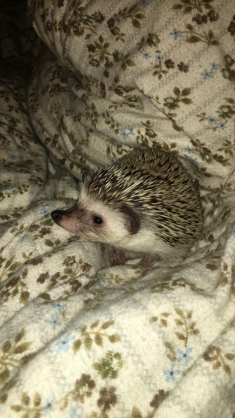 Pindsvin Rocco - Gået bort billede 3