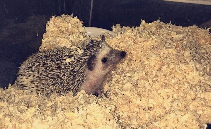 Pindsvin Rocco - Gået bort billede 4