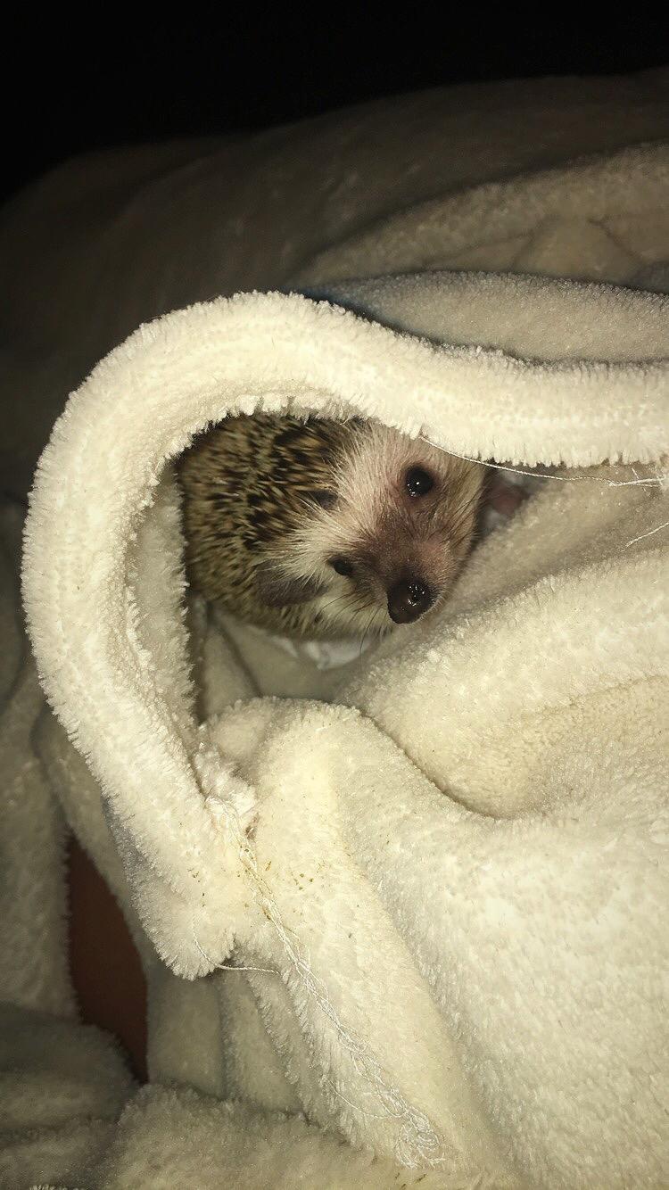 Pindsvin Rocco - Gået bort billede 5