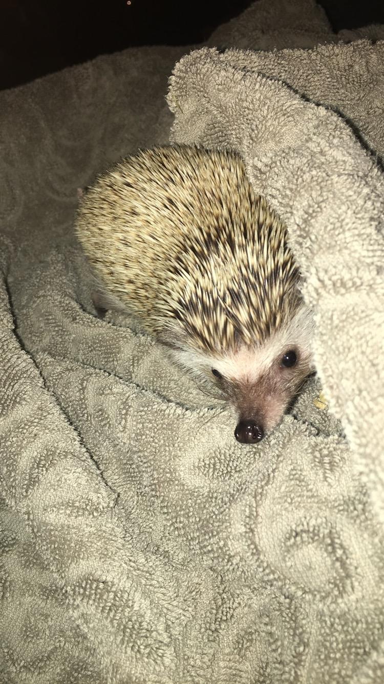 Pindsvin Rocco - Gået bort billede 1