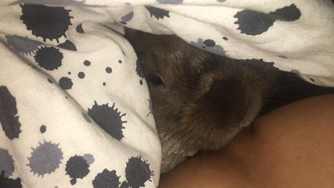 Kanin Prince Eddie<3 - Gået bort billede 8