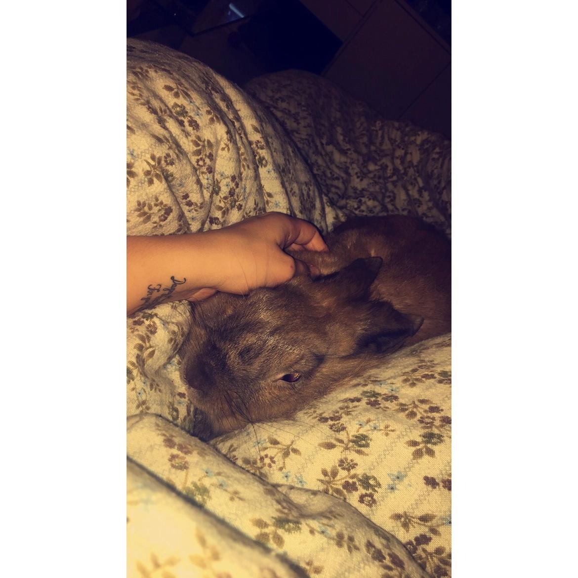 Kanin Prince Eddie<3 - Gået bort billede 9