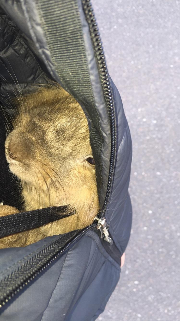 Kanin Prince Eddie<3 - Gået bort billede 12