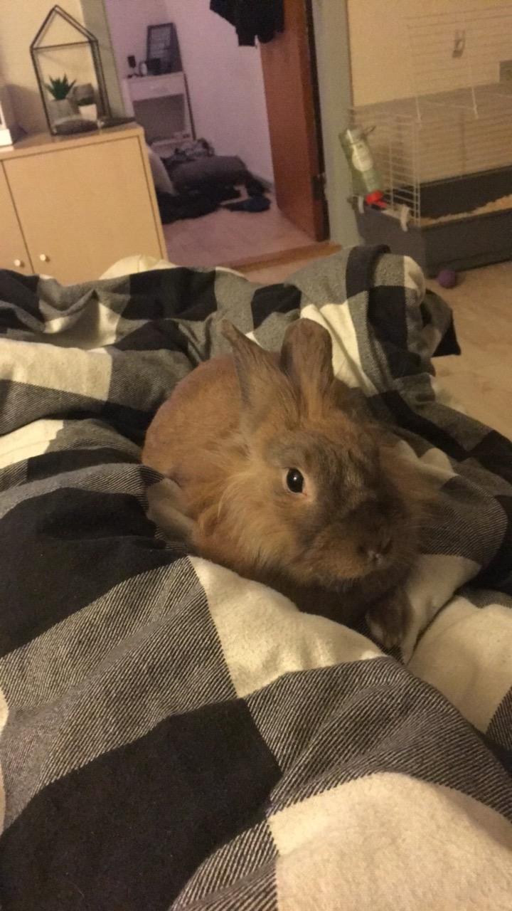 Kanin Prince Eddie<3 - Gået bort billede 14