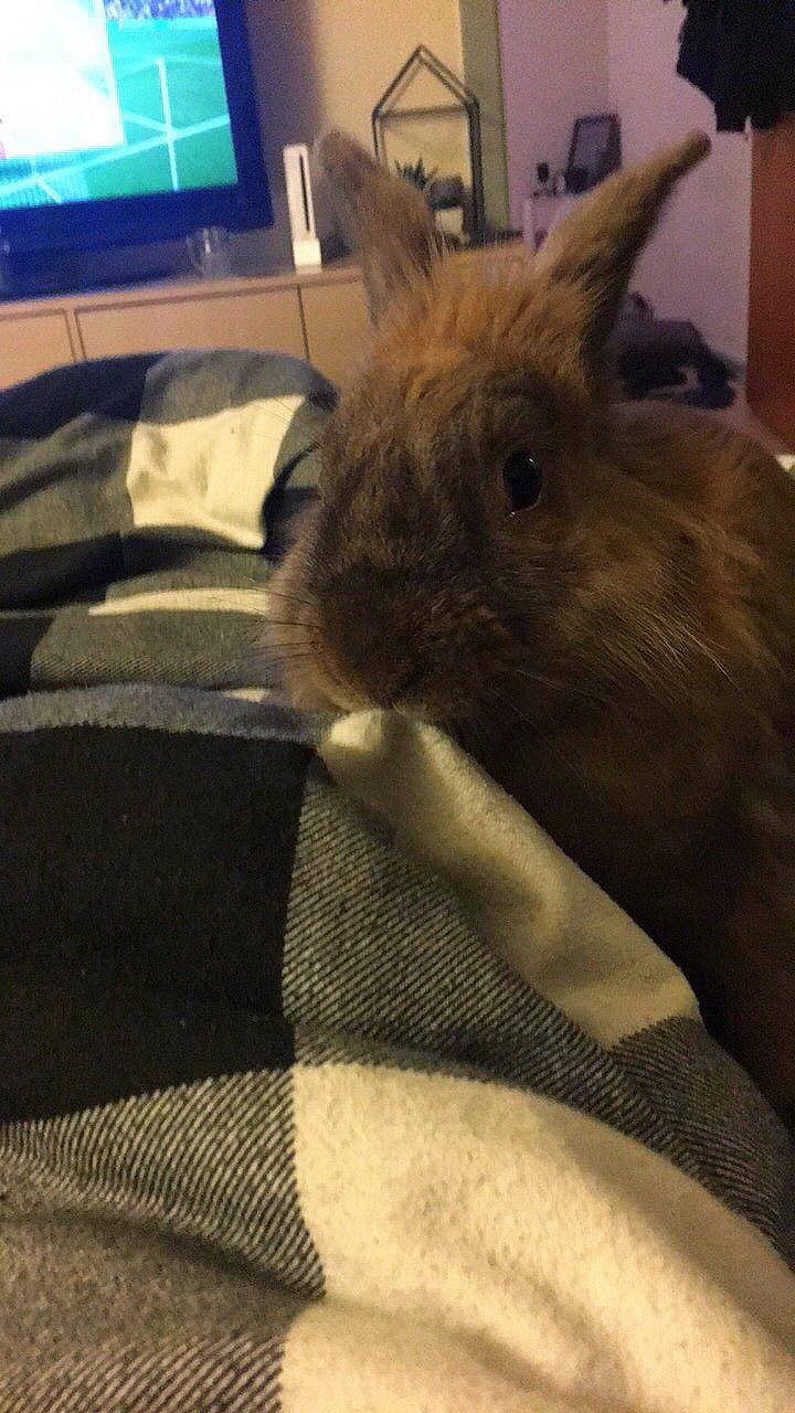 Kanin Prince Eddie<3 - Gået bort billede 7