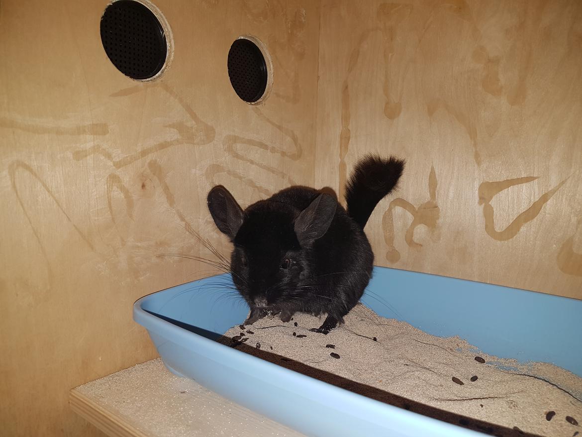 Chinchilla Hera billede 9