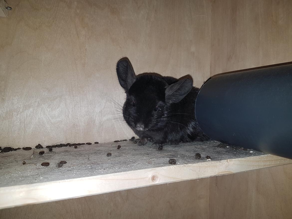 Chinchilla Hera billede 7