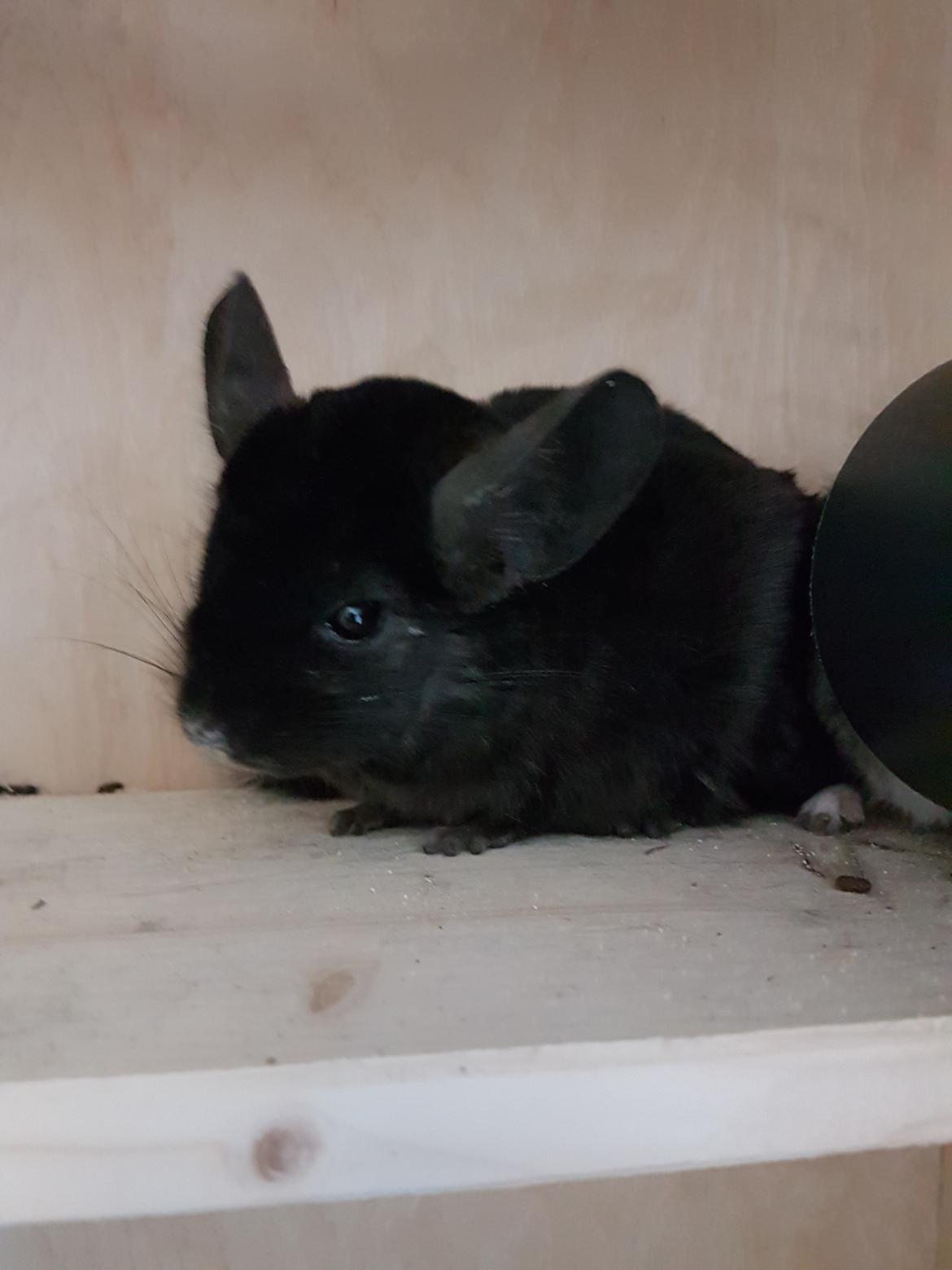 Chinchilla Hera billede 11