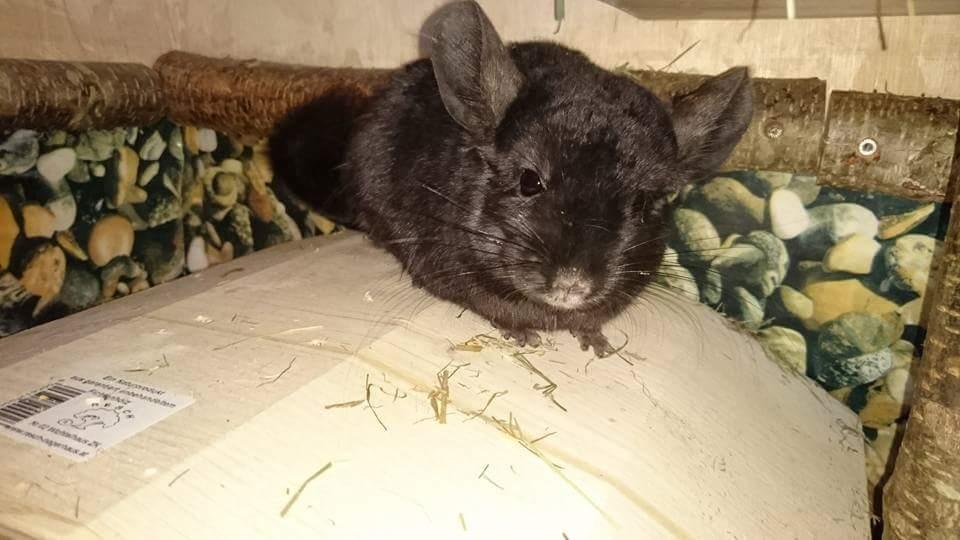 Chinchilla Hera billede 12