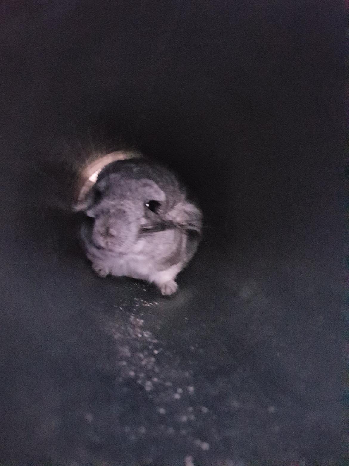 Chinchilla Zeus billede 9