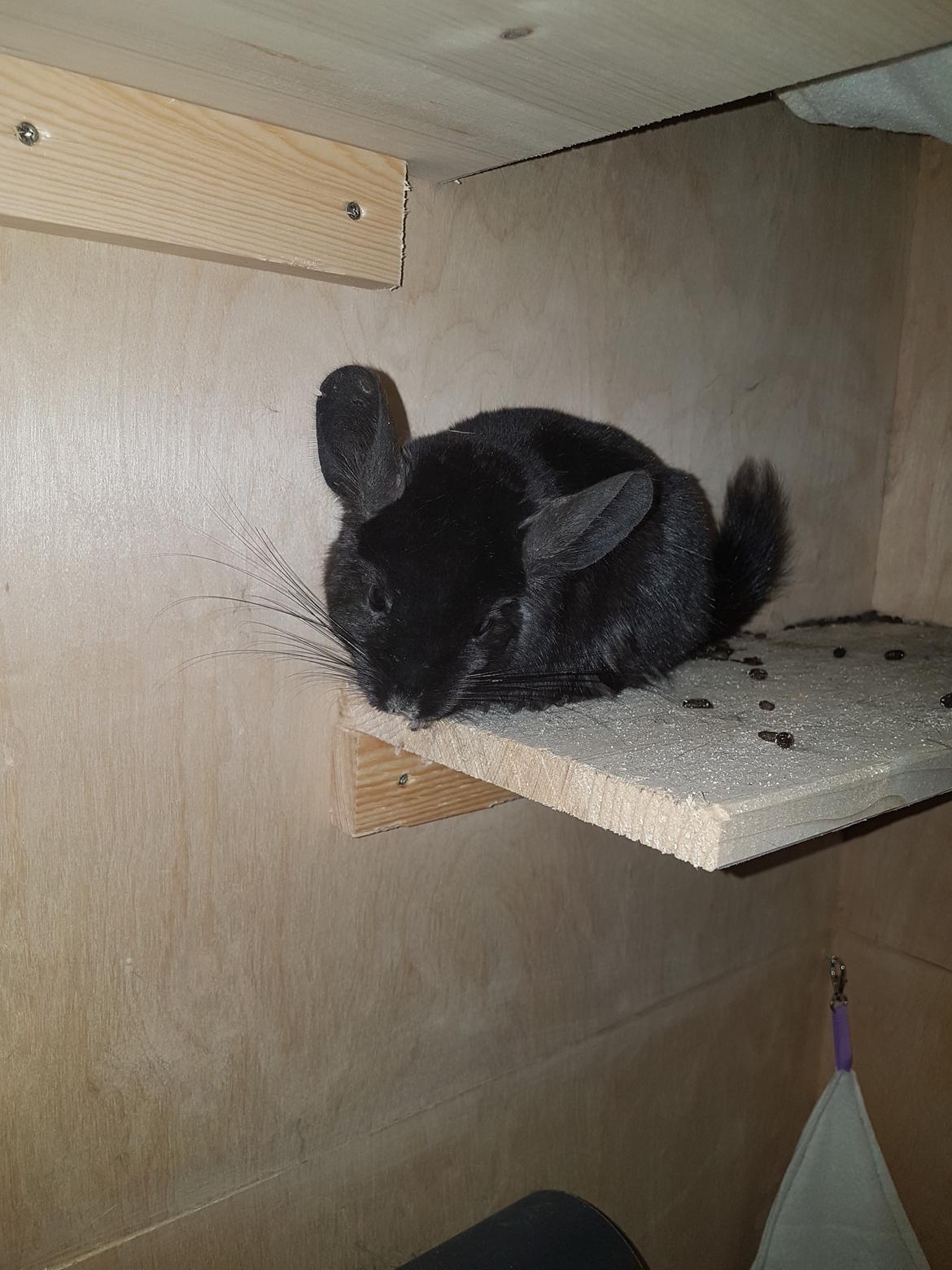 Chinchilla Hera billede 4