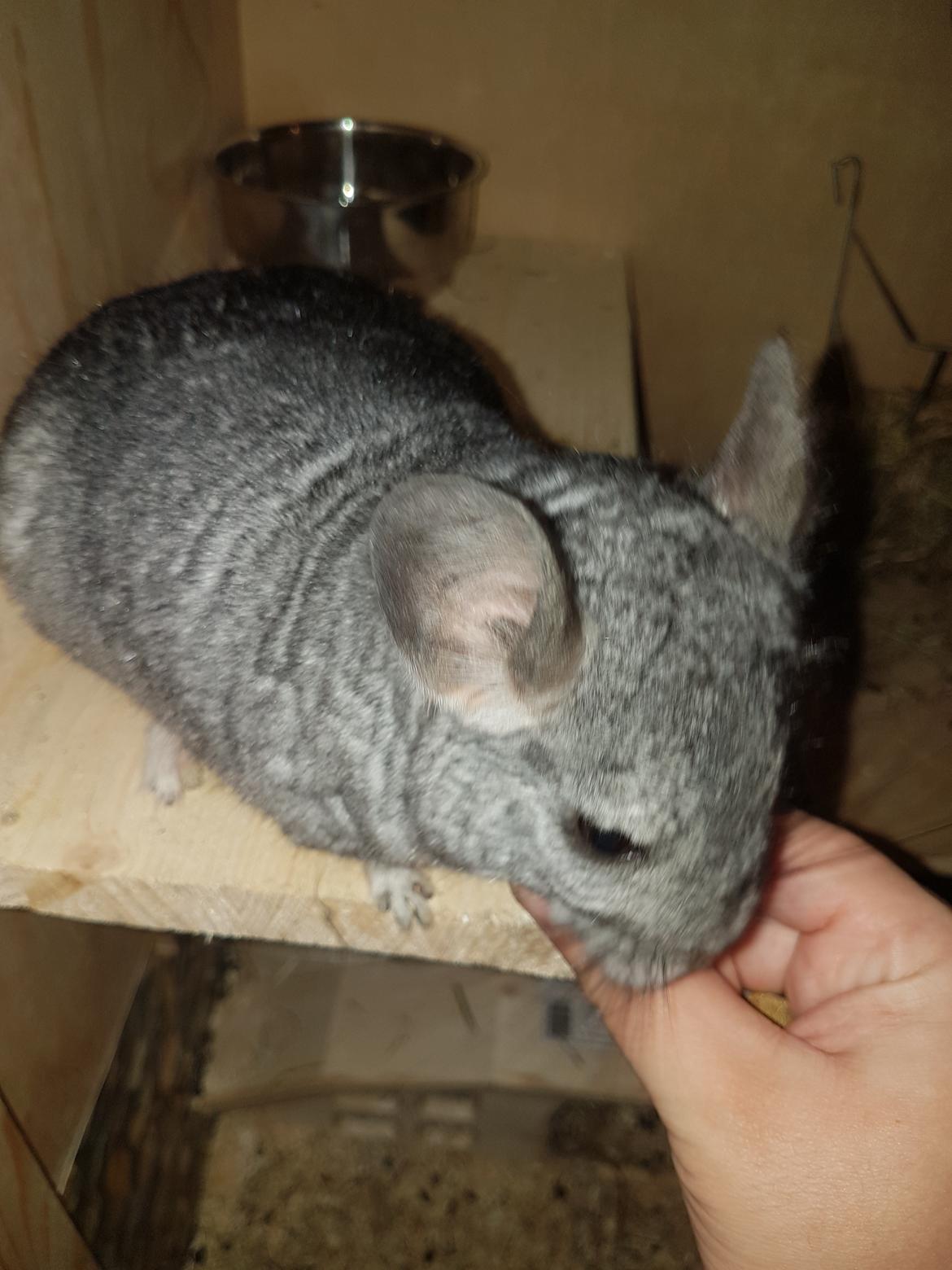 Chinchilla Zeus billede 3