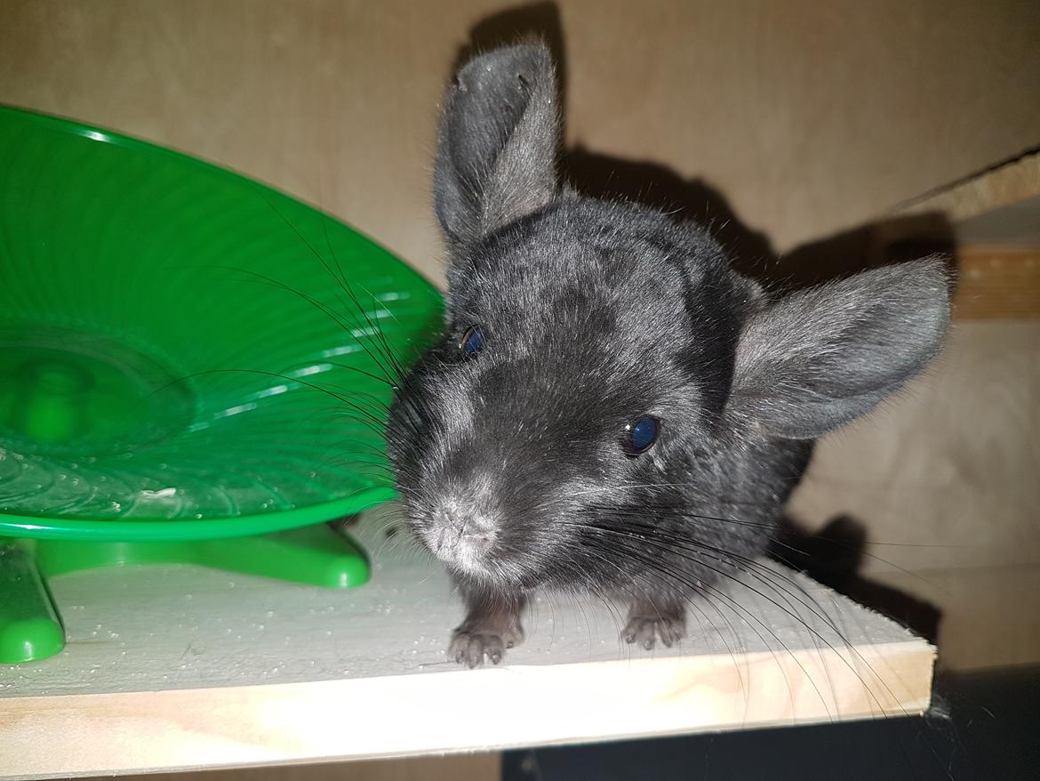 Chinchilla Hera billede 1