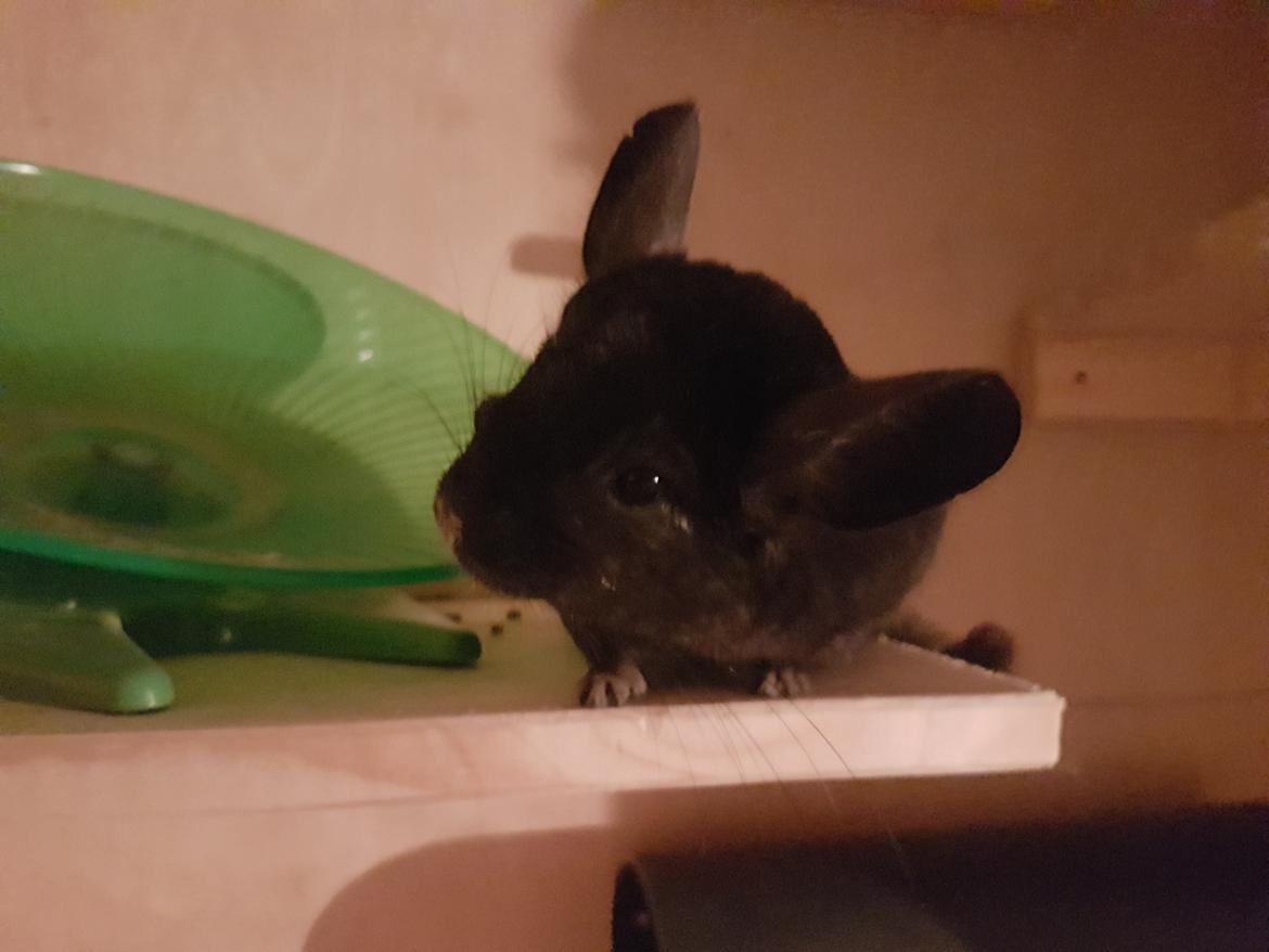 Chinchilla Hera billede 2