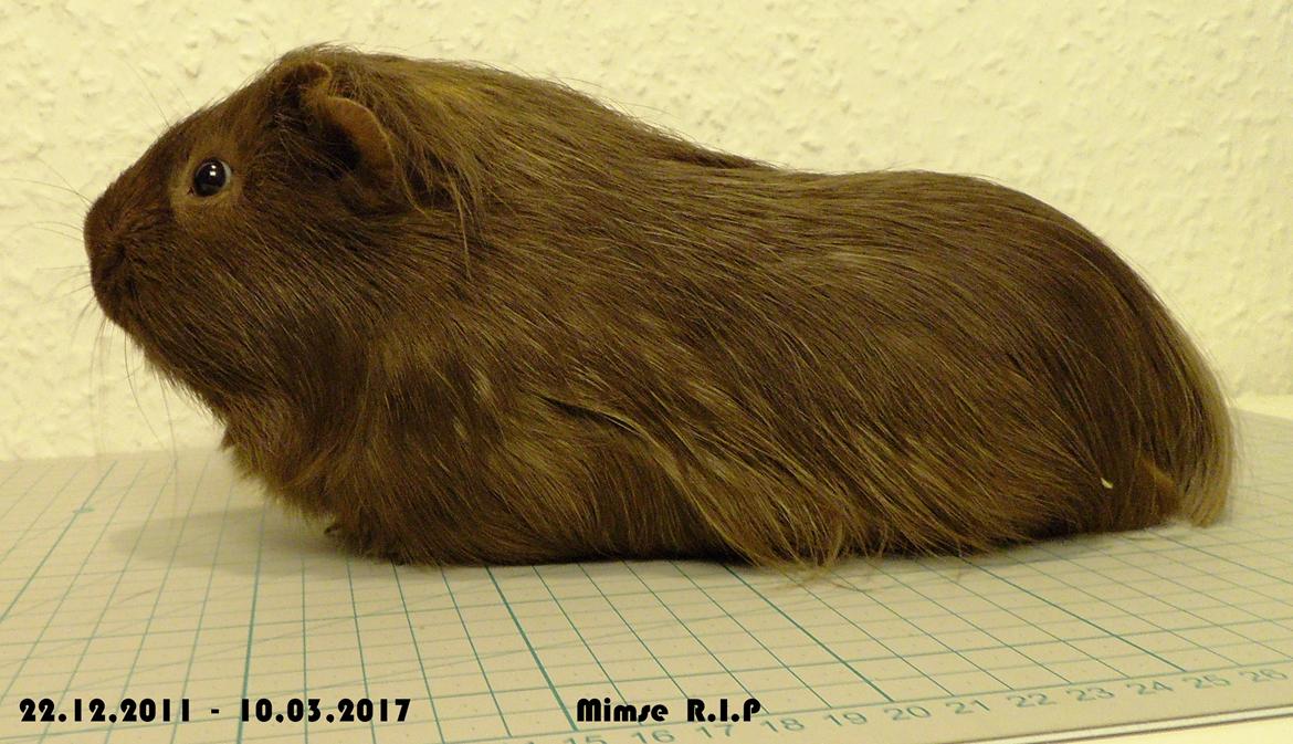 Marsvin Mimse billede 10