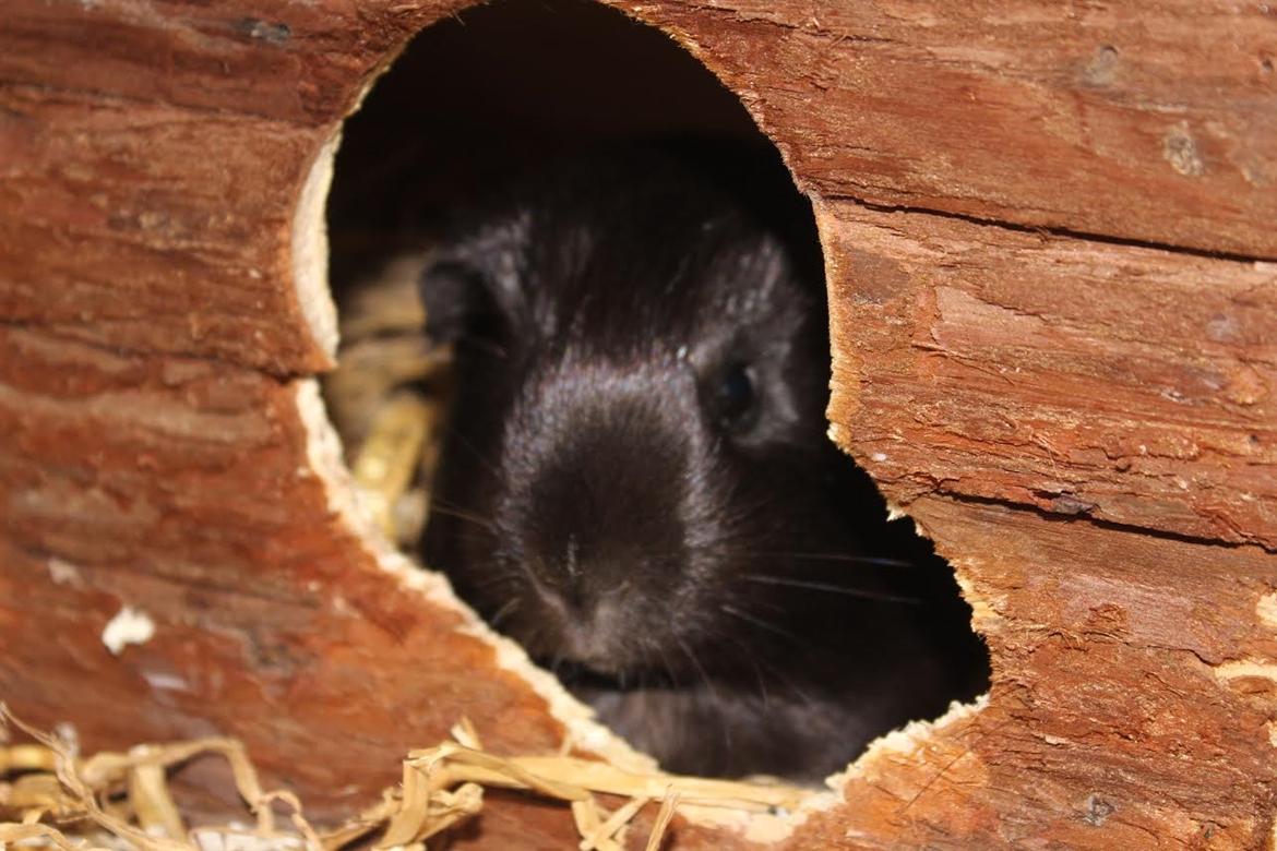 Marsvin Speedy billede 8