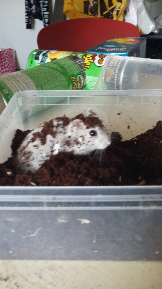 Dværghamster coco RIP ??? billede 9