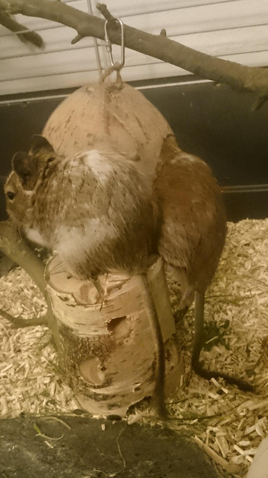 Degu Spyke  (himmel degu) billede 9