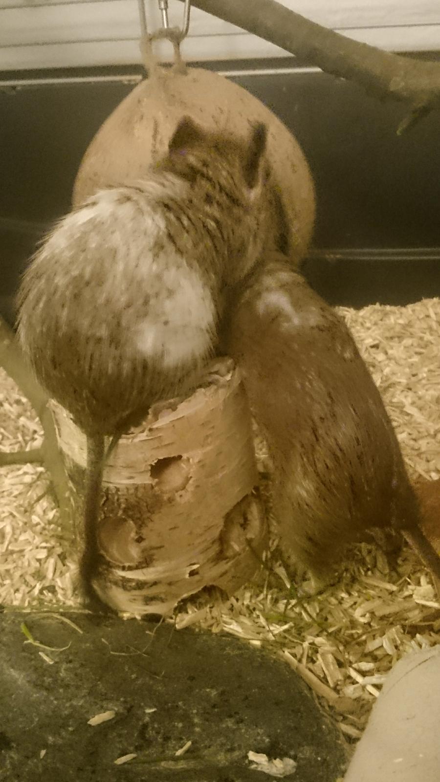 Degu Spyke  (himmel degu) billede 10