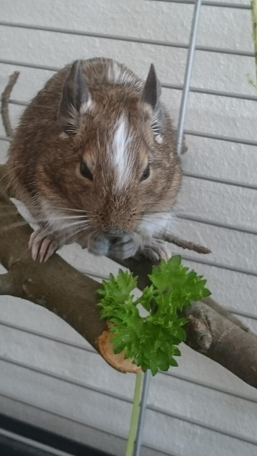 Degu Spyke  (himmel degu) billede 11