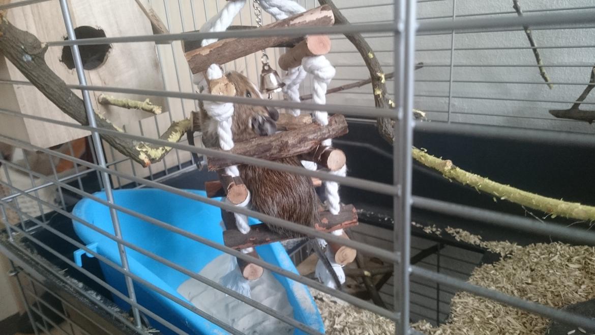 Degu Spyke  (himmel degu) billede 12