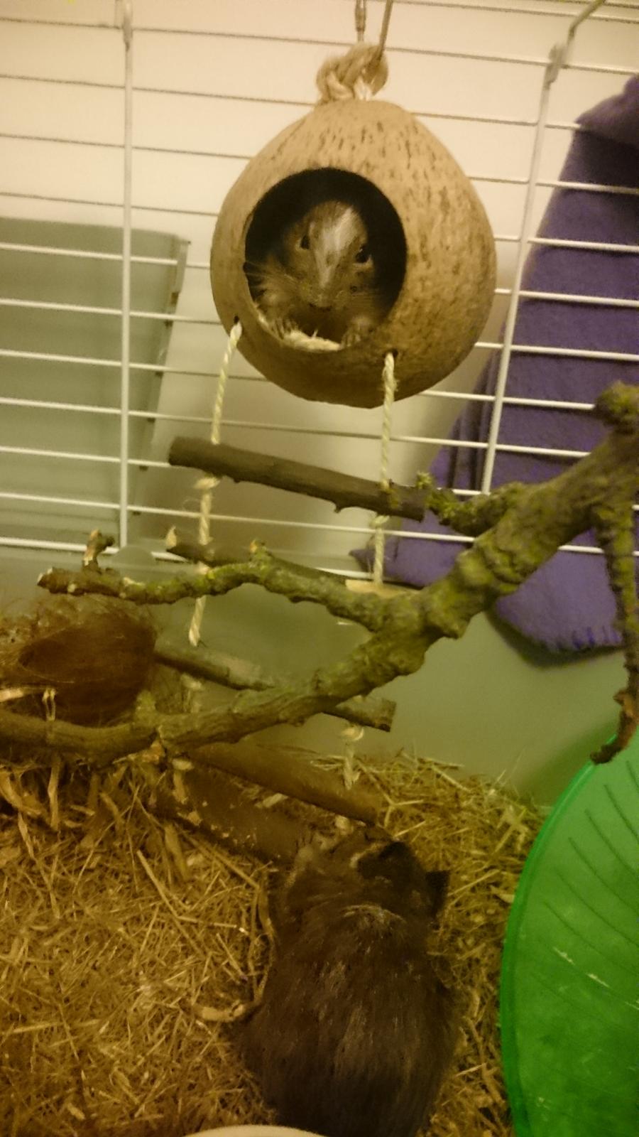 Degu Spyke  (himmel degu) billede 13