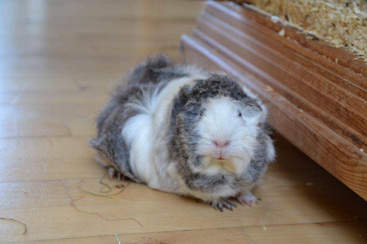 Marsvin Mew billede 11