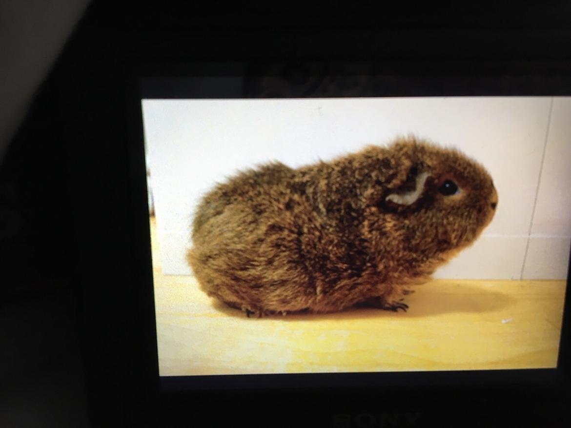 Marsvin Valentine billede 7