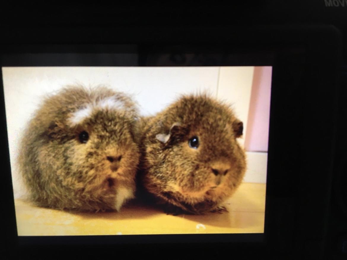 Marsvin Valentine billede 10