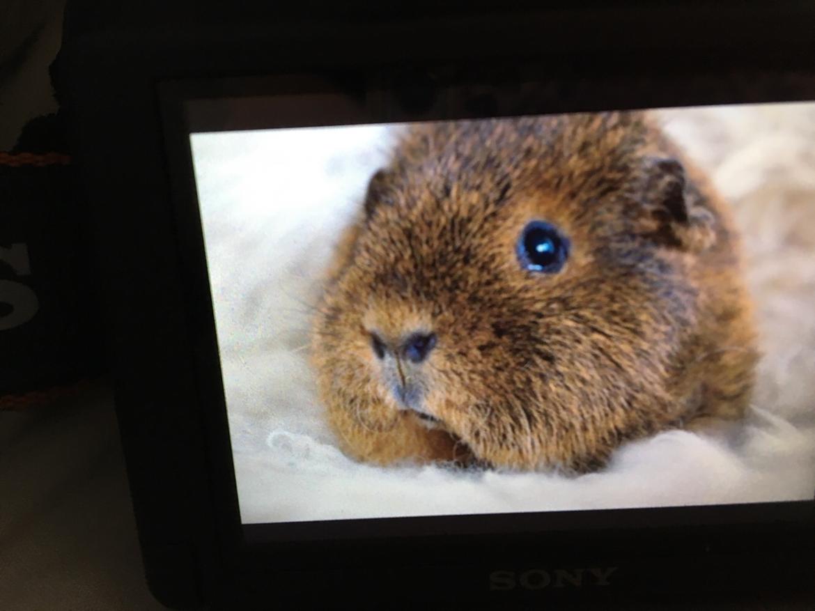 Marsvin Valentine billede 11