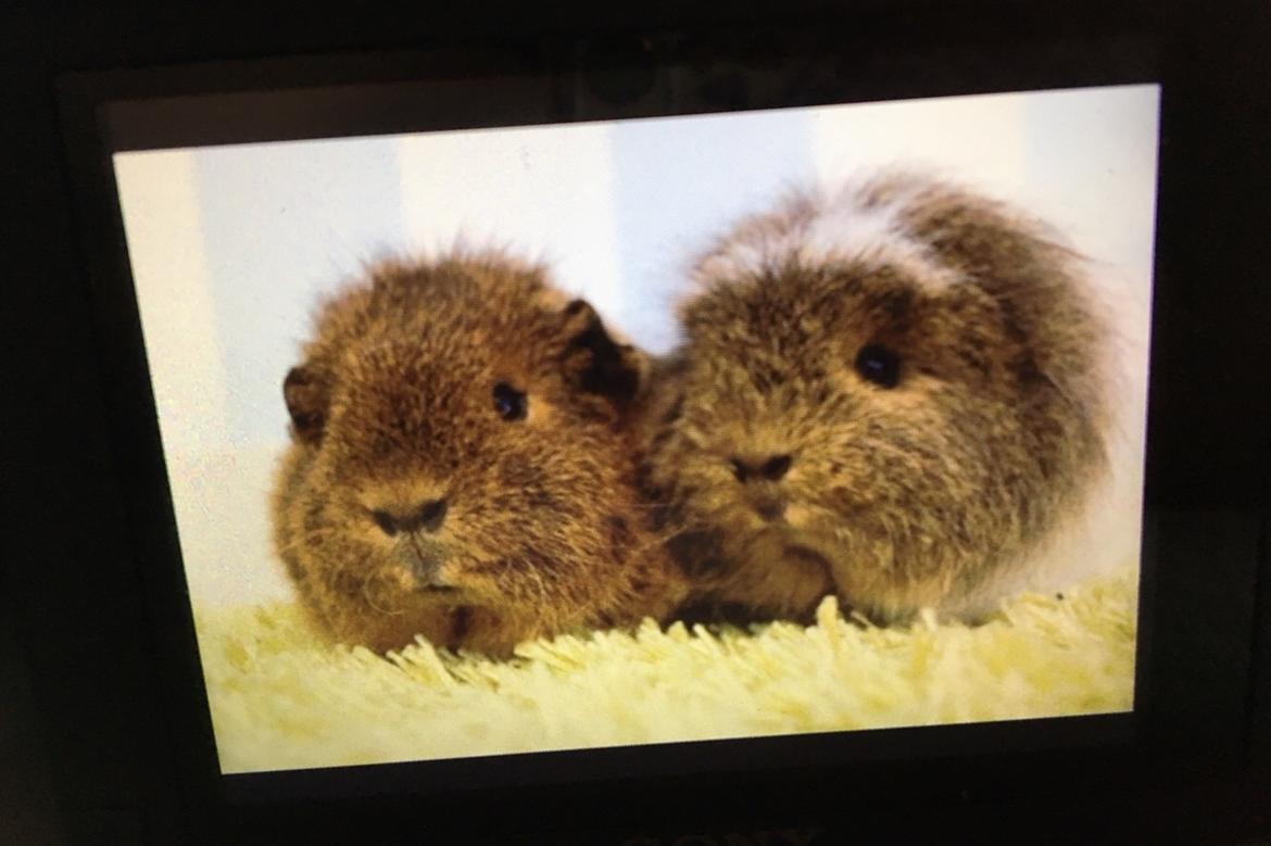 Marsvin Valentine billede 12