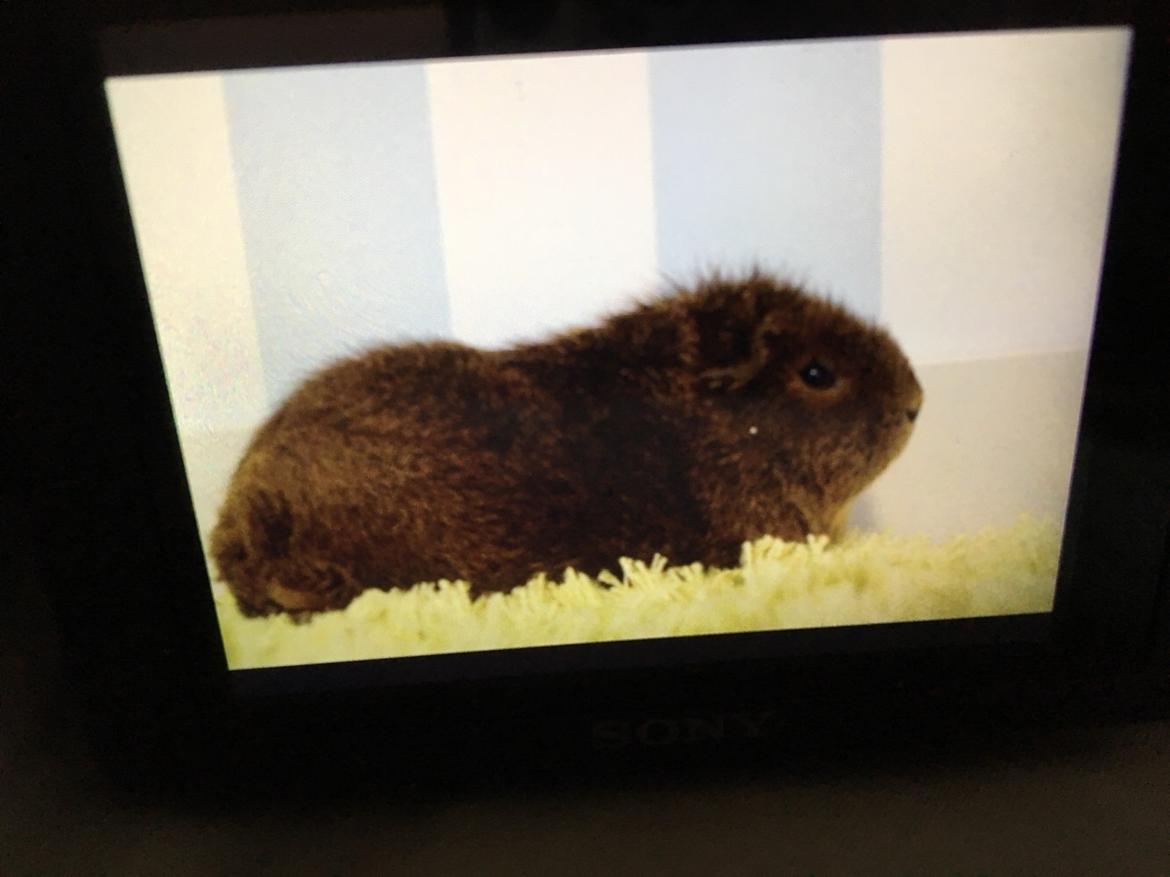 Marsvin Valentine billede 13