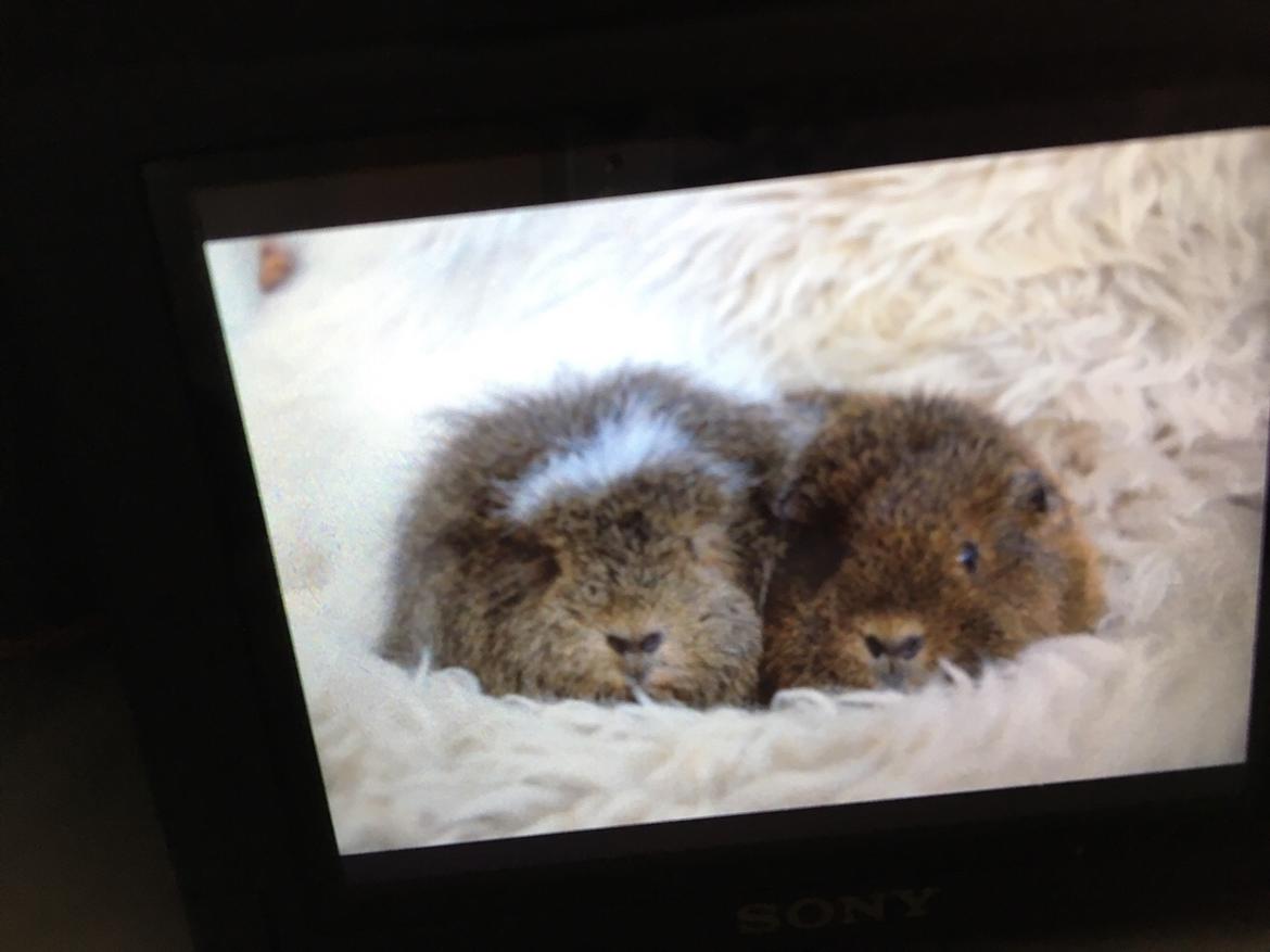 Marsvin Valentine billede 14