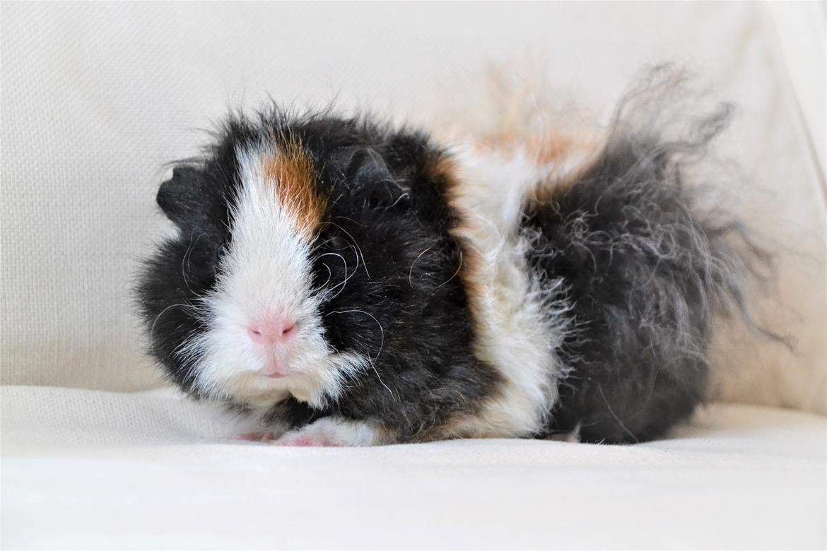 Marsvin Hector  billede 9