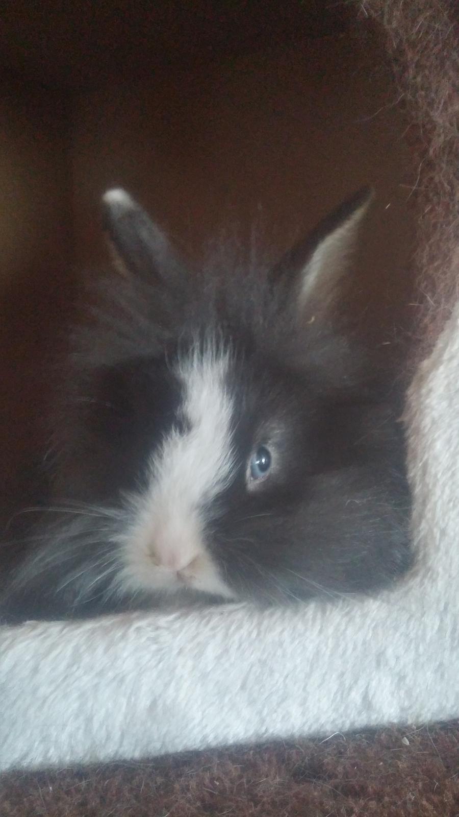 Kanin Ninka Ninus  billede 1