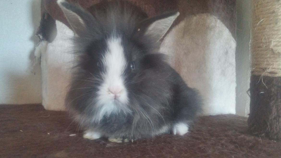 Kanin Ninka Ninus  billede 3