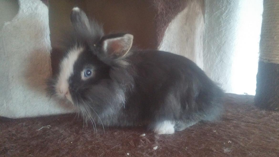 Kanin Ninka Ninus  billede 2