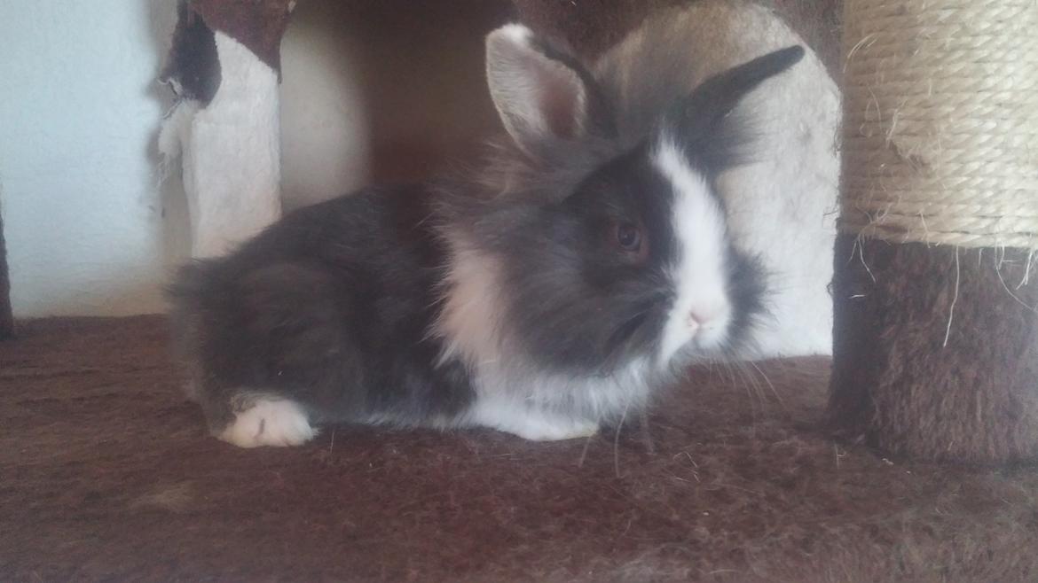 Kanin Ninka Ninus  billede 5