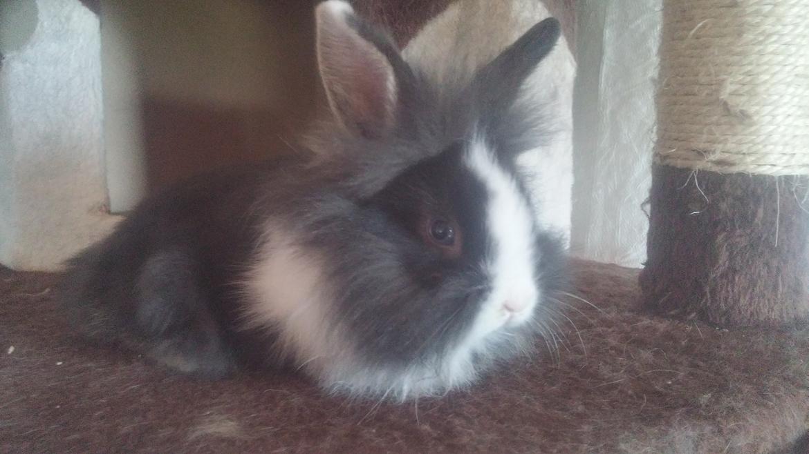 Kanin Ninka Ninus  billede 4