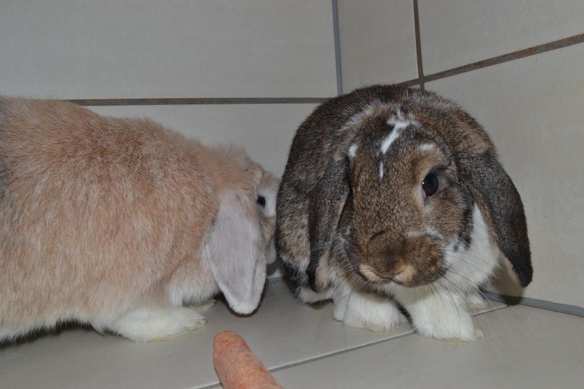 Kanin Octavia - Hende og hendes ven Cherry :D billede 3