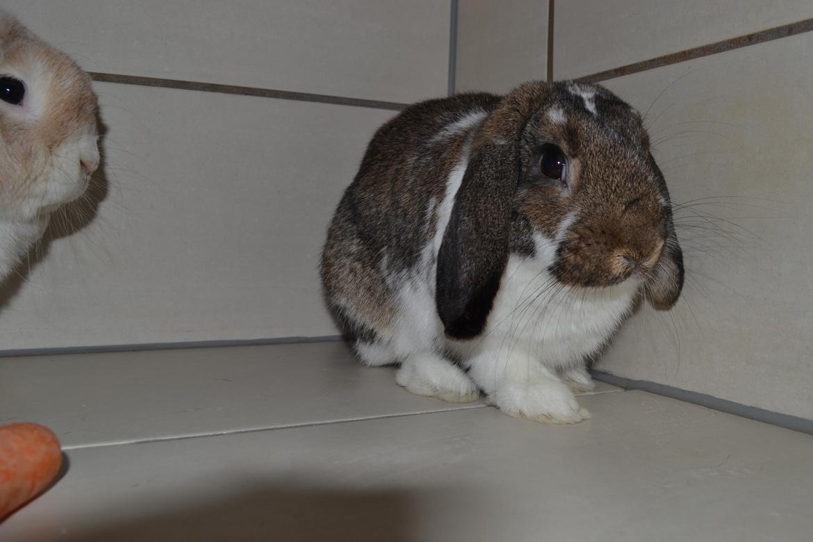 Kanin Octavia billede 6