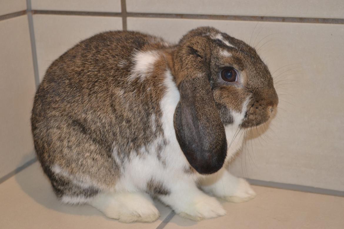 Kanin Octavia billede 4