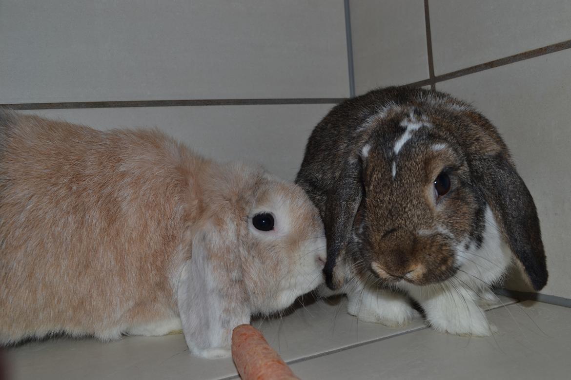 Kanin Octavia - Skal vi dele den gulerød? billede 5