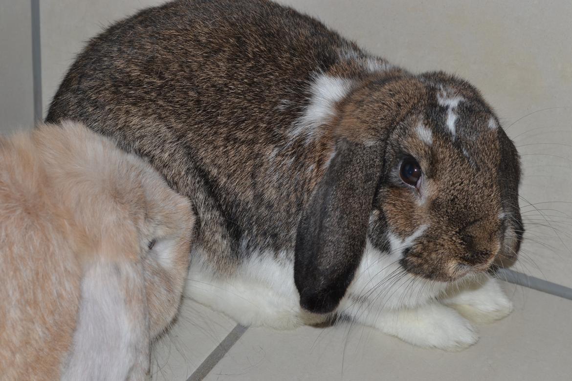 Kanin Octavia billede 7