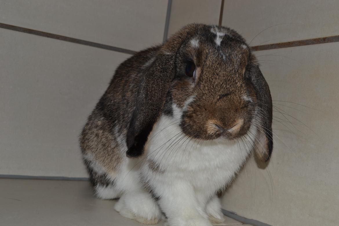 Kanin Octavia billede 1