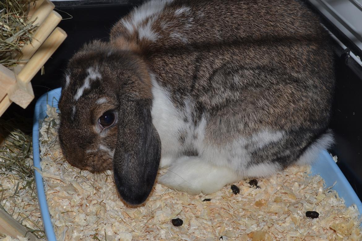 Kanin Octavia billede 8