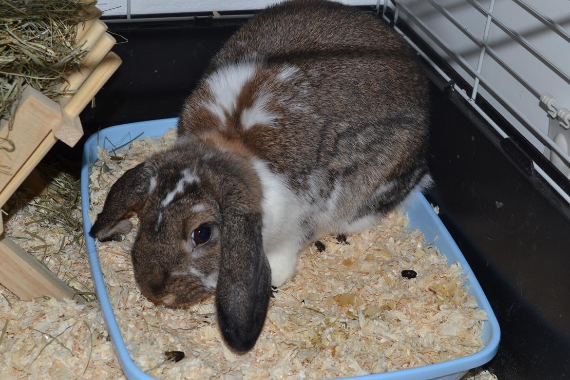 Kanin Octavia billede 9